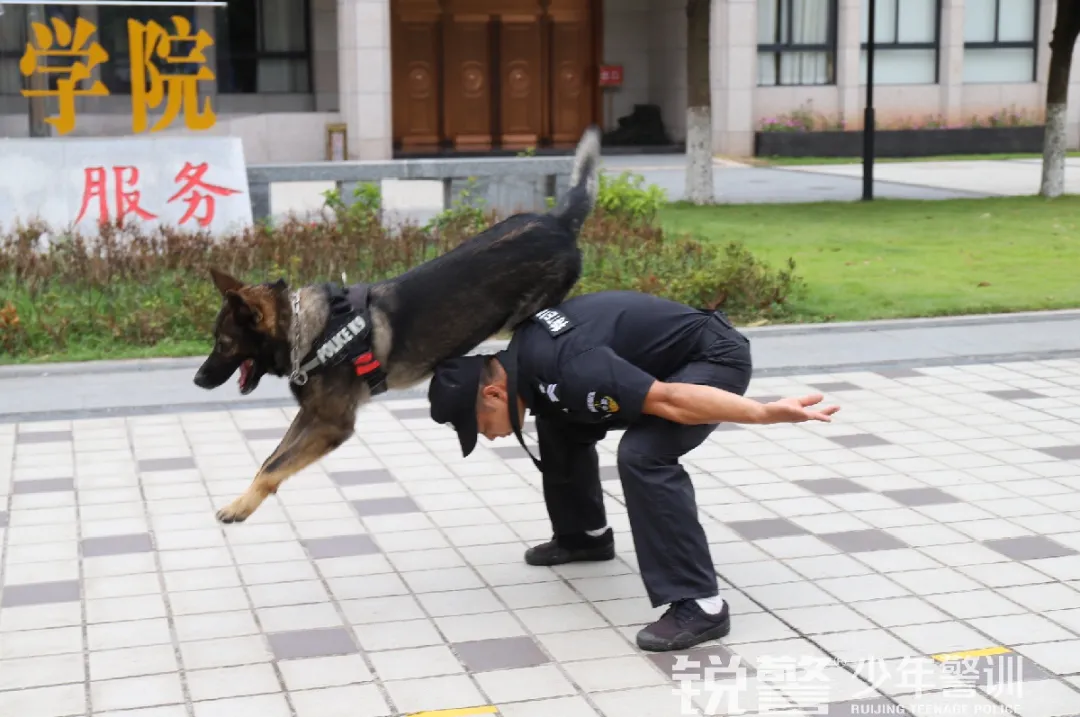 銳警少(shǎo)年(nián)警訓夏令營:雛鷹新飛(fēi),溫室小(xiǎo)花(huā)蛻變之旅,成長(cháng)的(de)力量